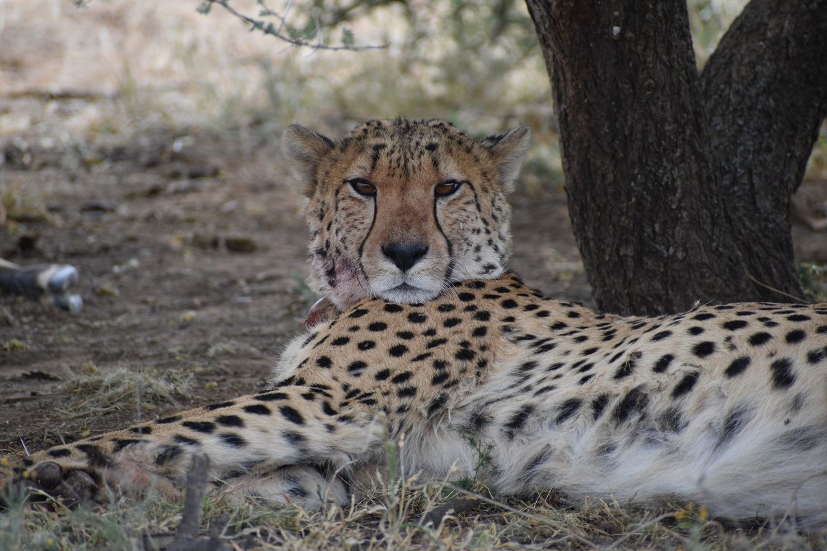 Jachtluipaard in de Serengeti
