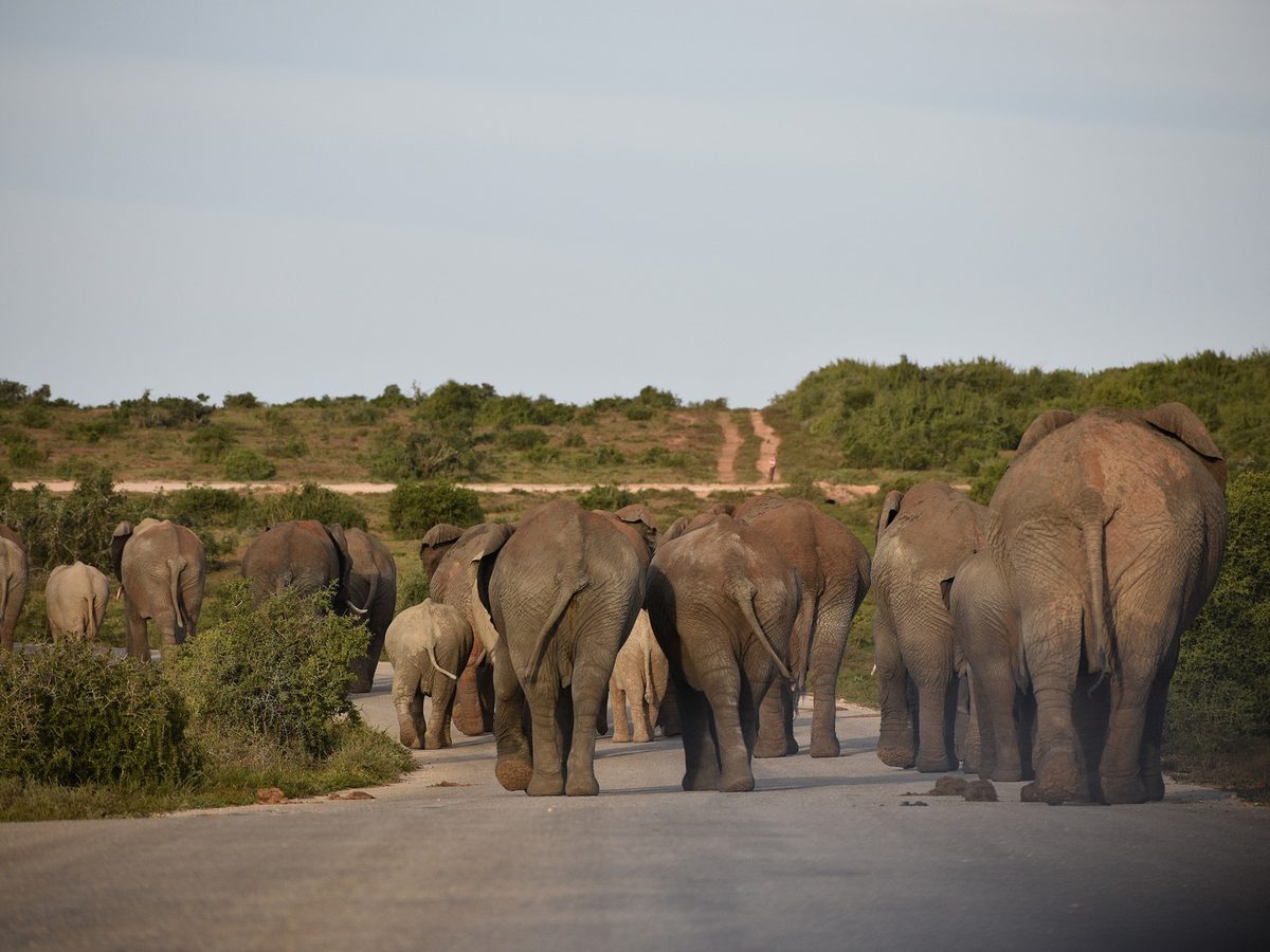 Kudde olifanten steekt een weg over in Zuid-Afrika