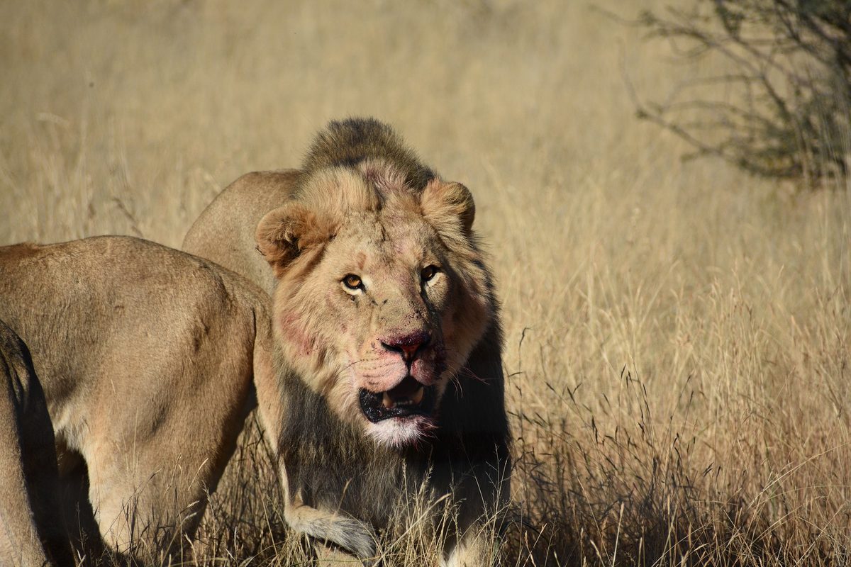 Leeuw in de Serengeti