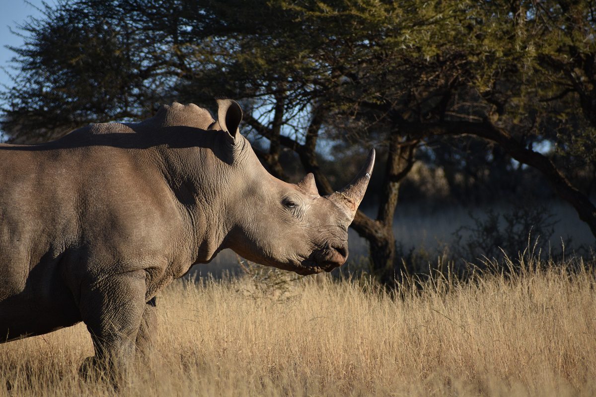 Neushoorn in de Ngorongoro-krater