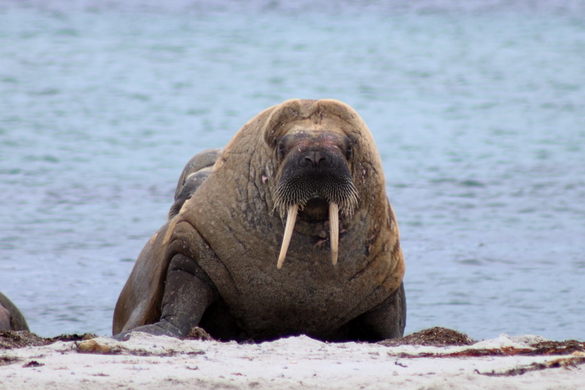Walrus op het strand op Spitsbergen