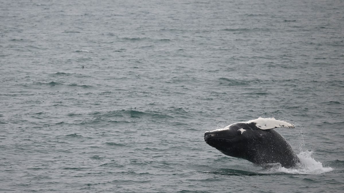 Springende walvis in het hoge noorden